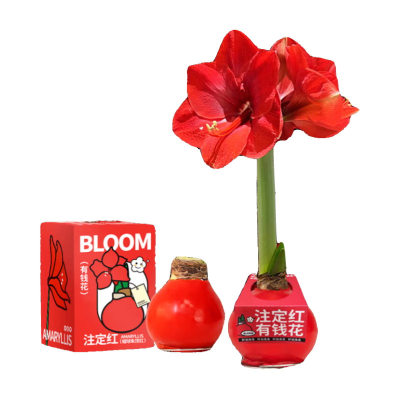 京东鲜花有钱花朱顶红礼盒版蜡球周长26-28cm随机圣诞节日礼物源头直发