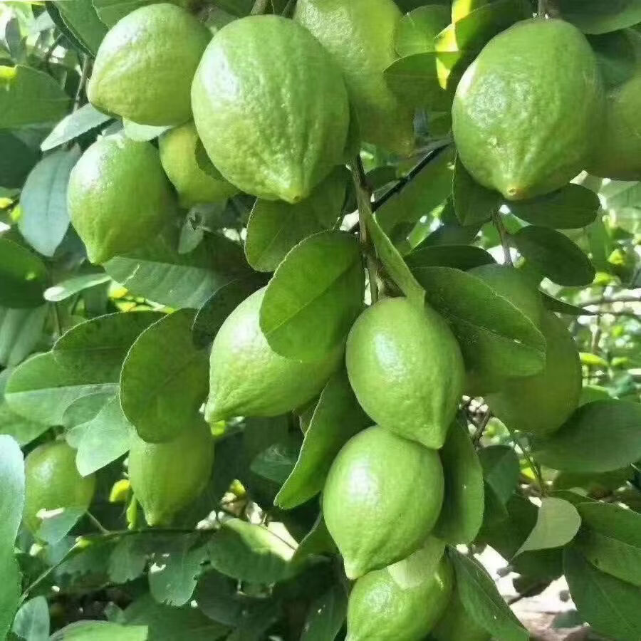 正宗广东香水柠檬应季新鲜水果无籽多汁奶茶店必备一级现摘青柠檬 5斤(15-26个一级果)