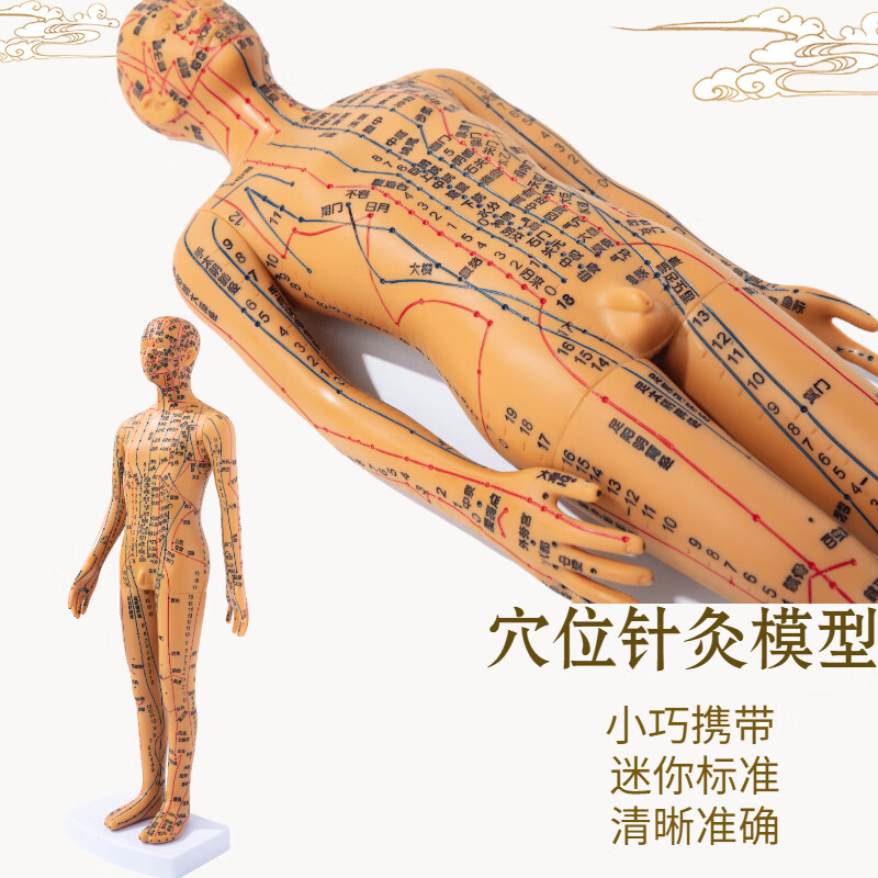 仿真人穴位经络全身图小皮人模具十二练习铜人小人形 35cm数字刻度 铜