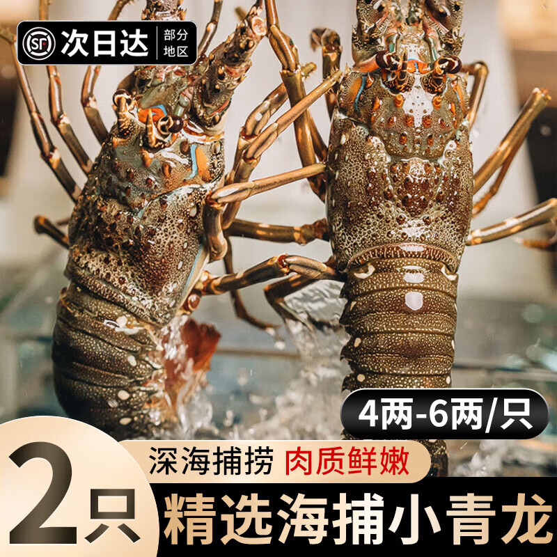 百库福建大号小青龙虾海捕鲜活速冻大龙虾虾类海鲜水产生鲜食材礼盒 青龙虾8两-1.2斤（共两只）