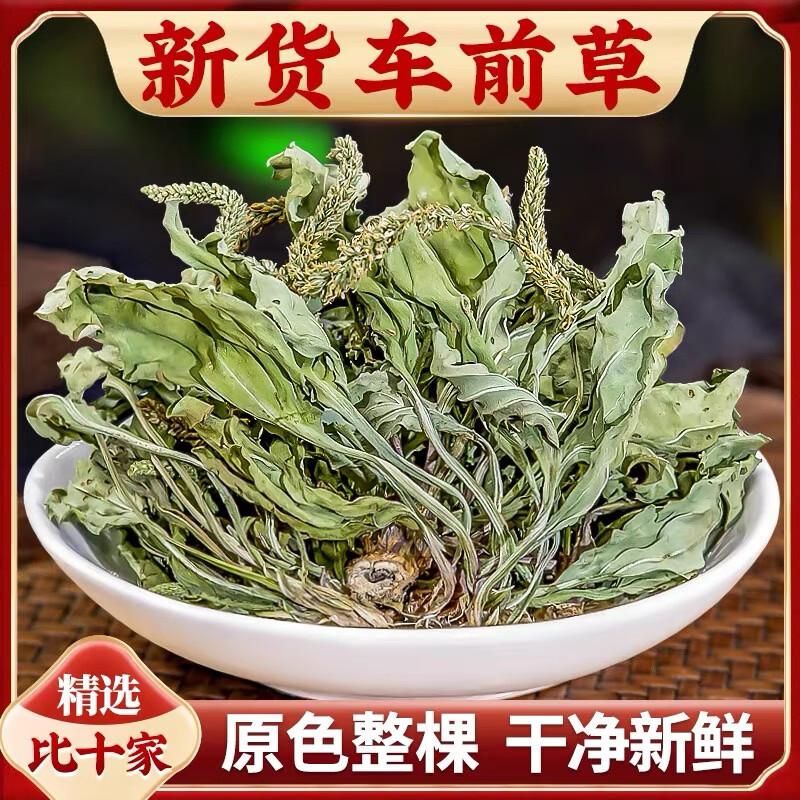 内廷上用车前草野生特级新鲜干货车前草中药整颗车钱草泡茶泡水喝车前子 车前草整株500克[干净无杂]