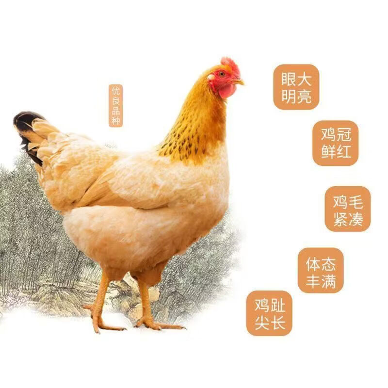 江七公农家散养走地鸡整只鲜土跑步土鸡无抗无激素 沂蒙山散养母鸡 一只黄油母鸡净重2斤