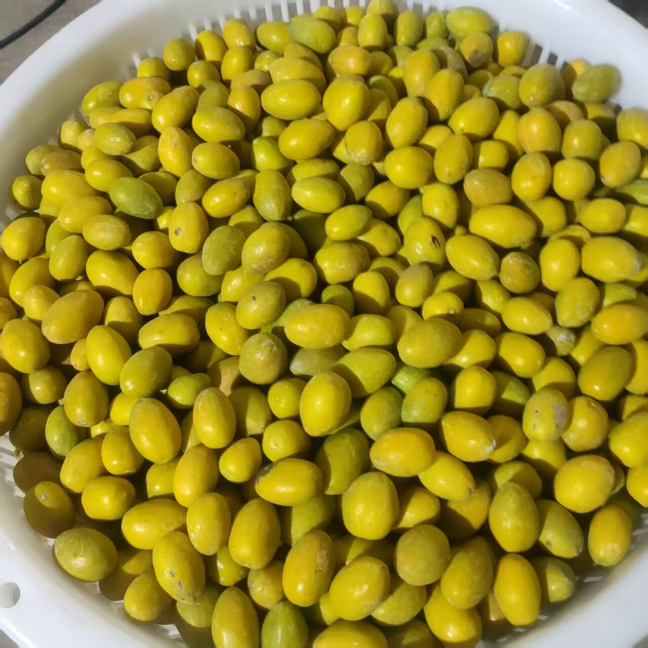 三捻橄榄正宗金灶三棱橄榄新鲜礼盒三捻黄橄榄 2斤 京东折扣/优惠券