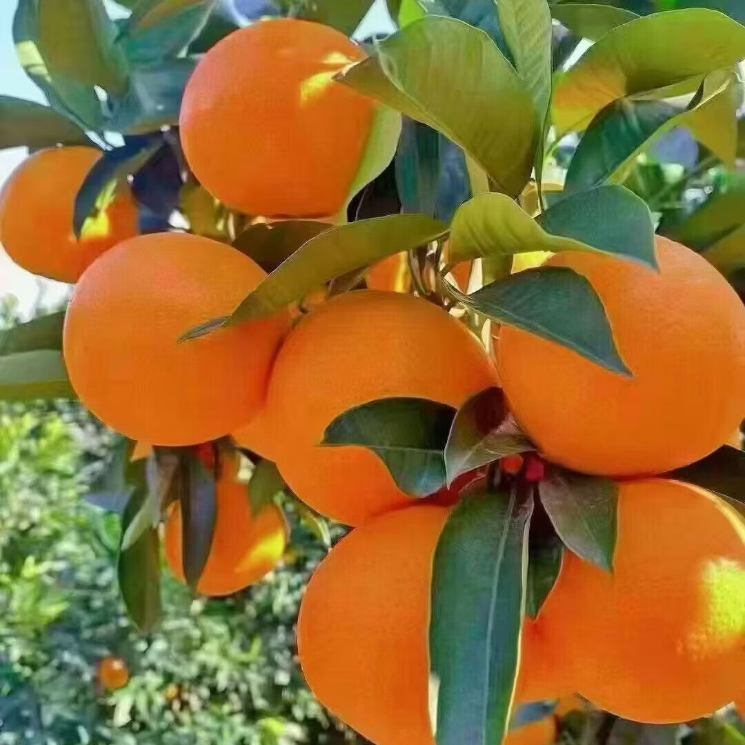 正宗奉节脐橙精选甜橙现摘现发孕妇产地直发节庆送礼精品推荐 奉节脐橙送礼推荐75-80mm 带箱10斤净重9-9.5斤 京东折扣/优惠券