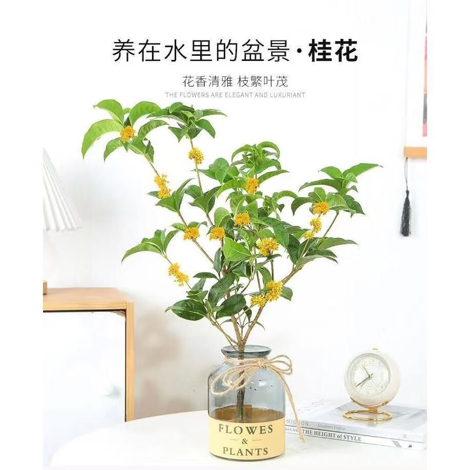 四季桂花懒人水培植物树苗室内好养易活花卉绿植盆栽 2棵