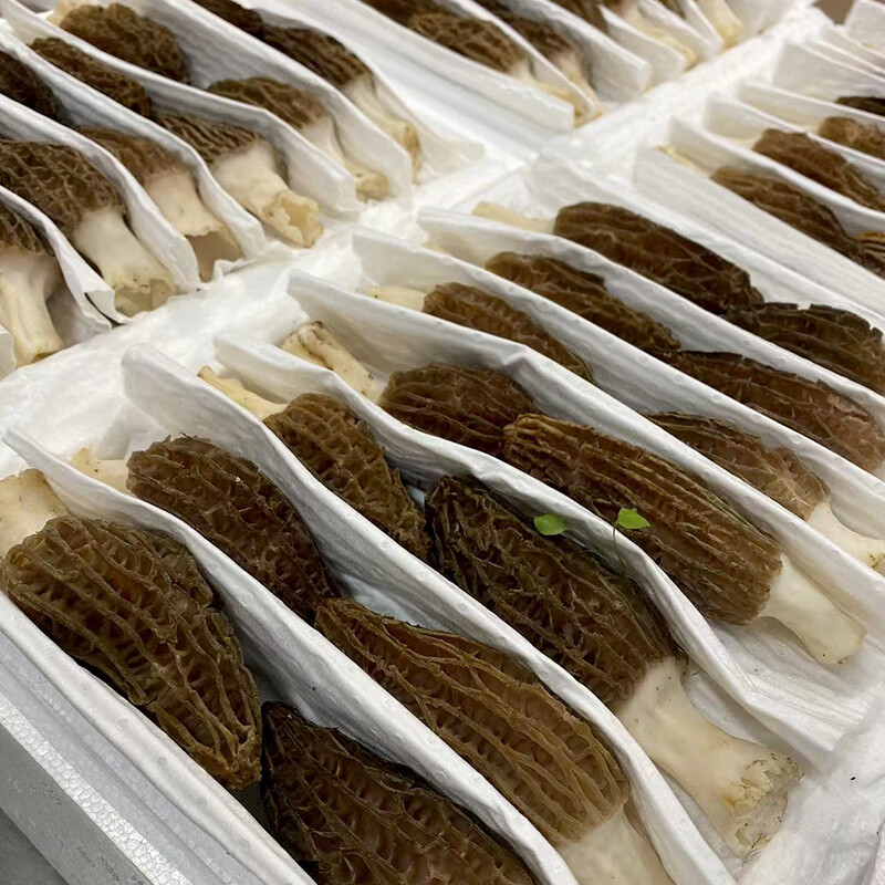 滇味十足（DIANWEISHIZU）云南新鲜羊肚菌 自然山珍鲜菌菇年货礼盒火锅食材顺丰空运 净重1斤【顺丰空运】