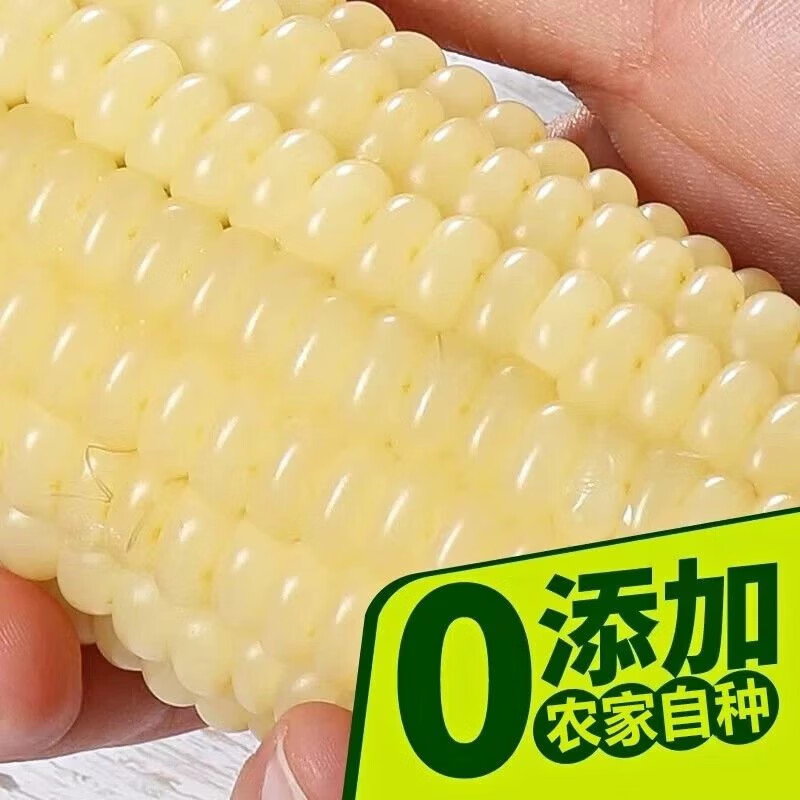 新疆白糯玉米 早餐代餐 单穗大克重 真空锁鲜软糯香甜 【精选玉米】10根/箱