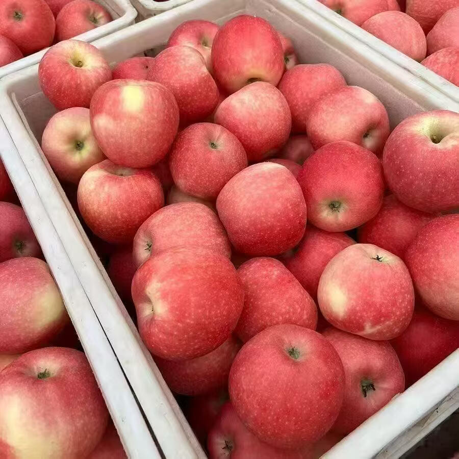 【爆甜】陕西正宗红富士苹果当季新鲜水果丑冰糖心一整箱皮薄多汁 膜袋富士70mm+带箱9斤