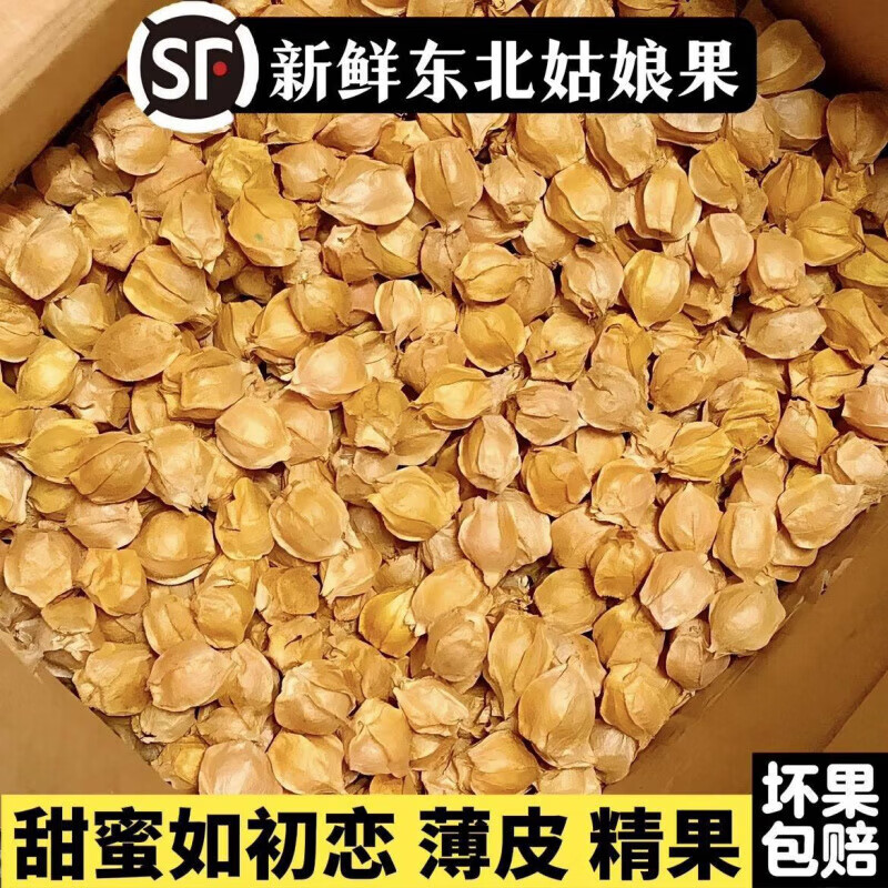 东北新鲜姑娘果黄菇娘5斤当季现摘薄皮灯笼果香甜洋姑娘鲜果 1斤