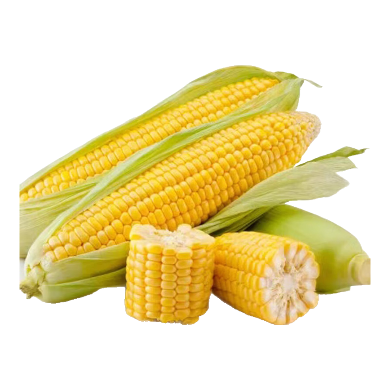 新鲜甜玉米水果玉米脆甜爆汁可生食新鲜采摘产地直发健康减脂早餐 带箱2斤（单根300g+）