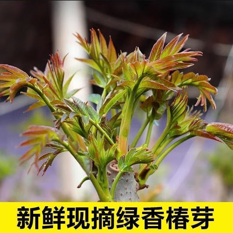 金百粟2026年新鲜头茬香椿芽野菜红绿油香椿叶野生现采香椿蔬菜现摘 0.5斤香椿-顺丰到家