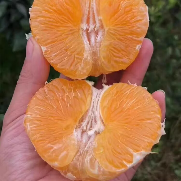 绿熊庄园正宗阳光一号桔柚成都特产水果纯甜无籽当季新鲜孕妇水果整箱送礼 【净重5斤】小果 单果150g+