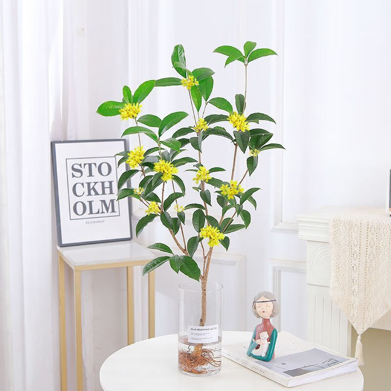 四季桂花懒人水培植物树苗室内好养易活花卉绿植盆栽 2棵