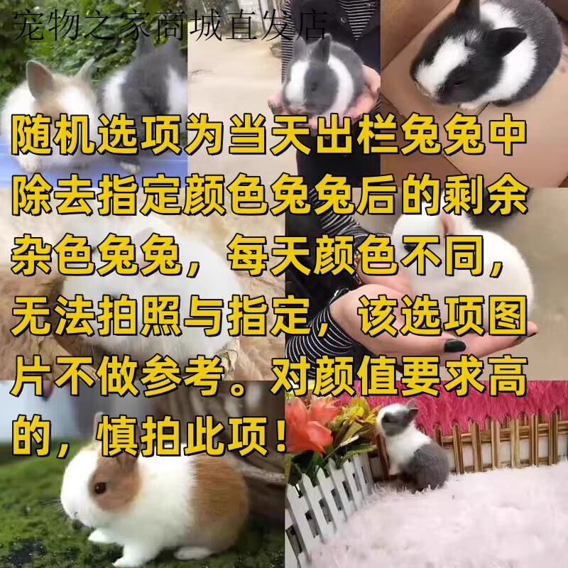 小宠物茶杯兔冷门宠物迷你荷兰兔道奇 侏儒兔随机颜色一只不接受指定
