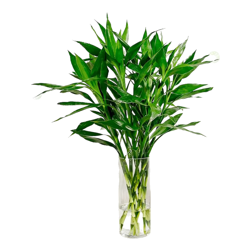 ���ڲ������Ѻأ�JIAHE��������ˮ��ֲ�����������в����ӽڽڸ��ʻ���ֲ���Ի������ڻ� ������60-70cm 10֧װ/�䲣��ƿ