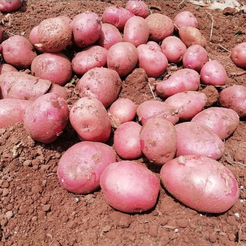 ţ���� ��������������������������Ӧ���߲˺�Ƥ���������߲� ��Ƥ��������9�ﾻ��8.5�� Դ����ֱ�� 15.9Ԫ