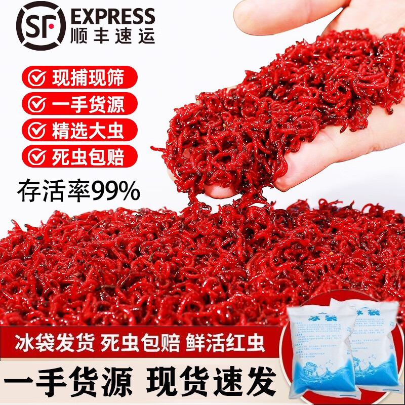 杰米仕（JMISI）红虫活饵钓鱼饵特大公虫鲜活当日次日达秋冬野钓鲫鱼饵料喂鱼鱼食 50g手筛特大号+红虫盒+上饵器+皮筋1包【顺丰】