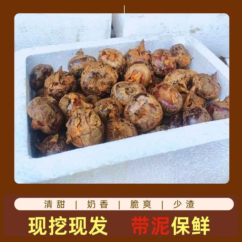 荔浦马蹄广西荸荠地梨脆甜多汁现挖带泥保鲜当季水果蔬菜 优质大果 净重5斤(100-115）
