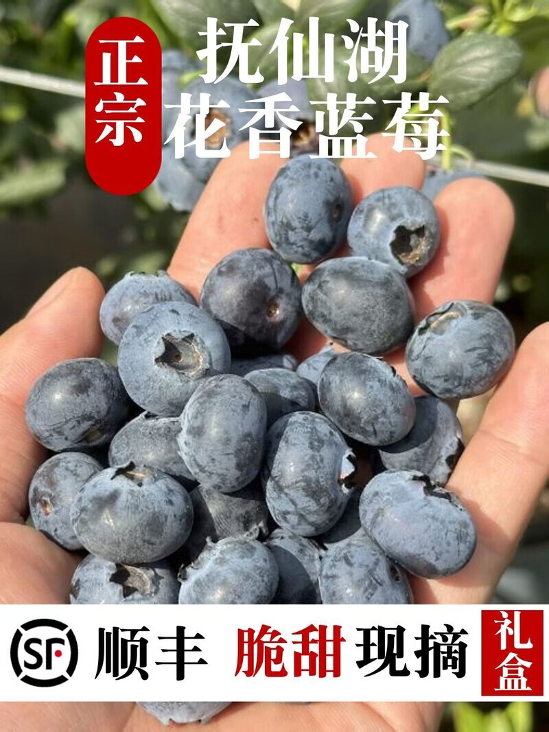 当季云南花香蓝莓鲜果小懒杯l25脆纯甜特大果新鲜水果孕妇礼盒装 800g 【礼盒装】8杯/每杯100克 22mm+特大果【口感脆甜 顺丰空运】