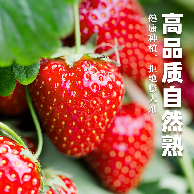 中果农茂丹东草莓【JD/顺丰-多地次日达】新鲜现摘草莓99红颜奶油大草莓 2斤装-【单果10-15g】净重1.8斤-京东快递