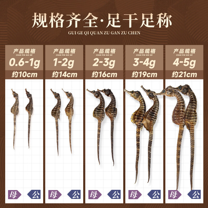 春节礼盒 海马干 礼盒 正品溯源男性补营养煲汤材料泡药酒药材 约(2-3克/条) 50g*1盒