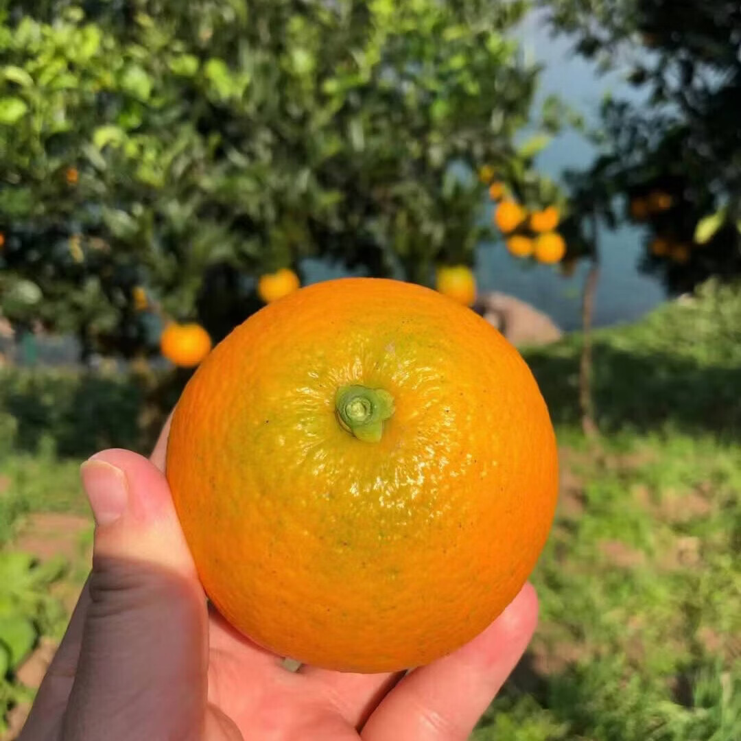 江橙诗语秭归脐橙湖北九月红果冻橙 当季新鲜手剥甜橙子孕妇酸甜皮薄多汁 净重9斤大果彩箱【70-80mm20-25个左右】