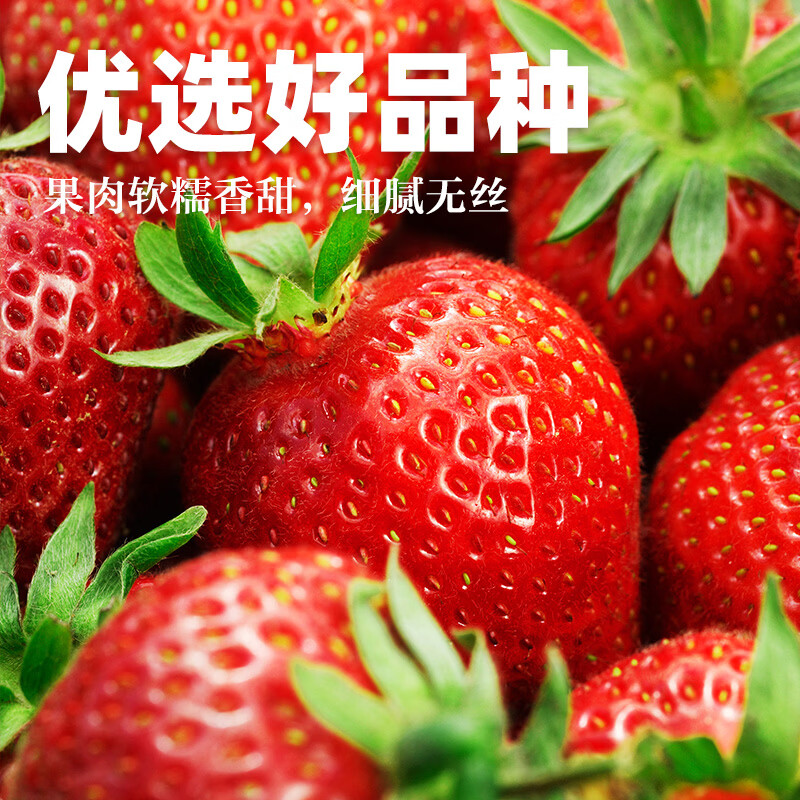 中果农茂丹东草莓【JD/顺丰-多地次日达】新鲜现摘草莓99红颜奶油大草莓 2斤装-【单果10-15g】净重1.8斤-京东快递