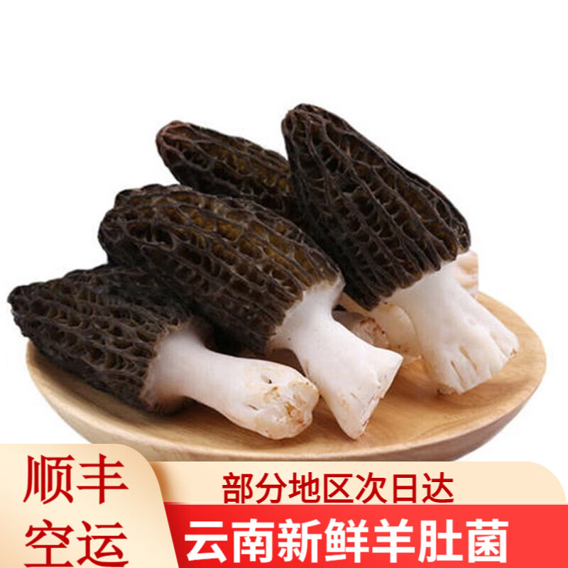 滇味十足（DIANWEISHIZU）云南新鲜羊肚菌 自然山珍鲜菌菇年货礼盒火锅食材顺丰空运 净重1斤【顺丰空运】