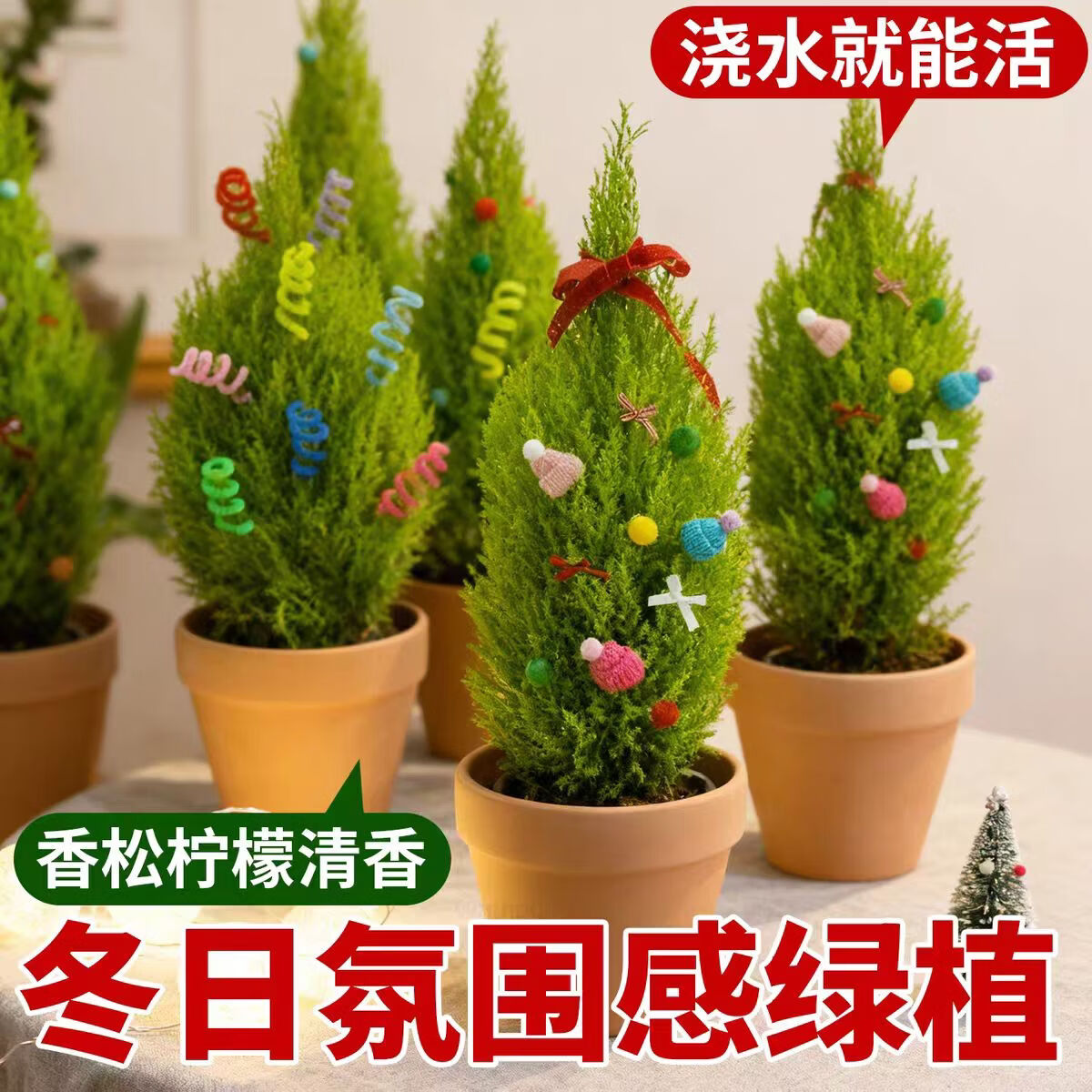 云舍花卉小香松盆栽圣诞树装饰植物云南基地直发桌面绿植礼物装饰 120杯【圣诞香松】绿植盆栽【带原盆发货】 【零下地区须拍保温棉不拍冻坏不接受售后】