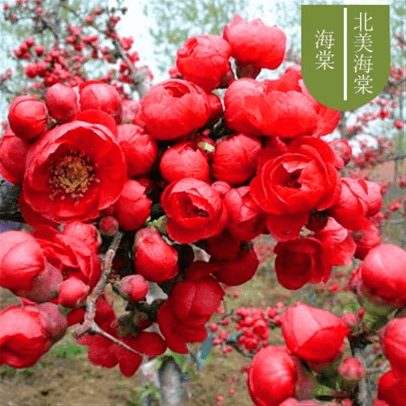 两草三花海棠花盆栽带花苞树苗老桩盆景庭院好养四季易活植物室内花卉绿植 北美海棠-八年老桩-【四季循环开花】 不含盆