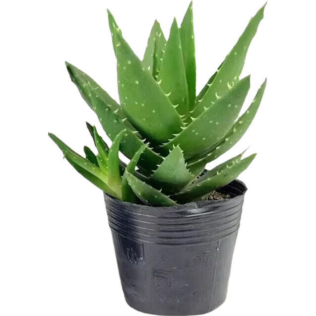 ���ڲ�����«�������������Ҿ��������ͺ�������ֲ�칫���������������ֲ�� С«��1�� 34.45Ԫ��5��(��6.89Ԫ/��)