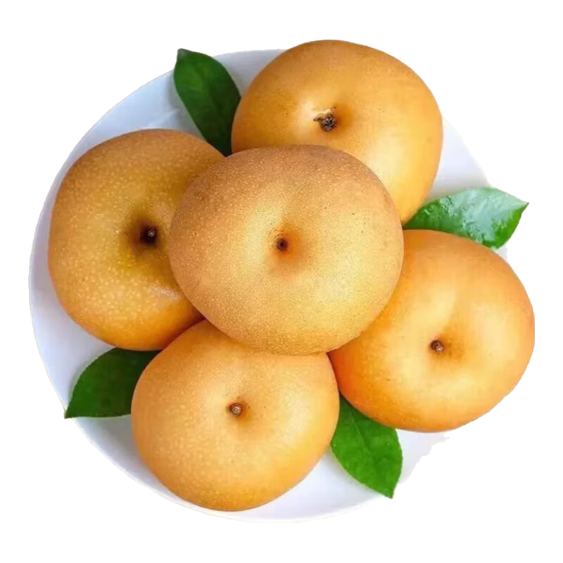 山东秋月梨 应季水果 脆甜多汁 梨子新鲜水果 礼盒送礼佳品 5斤【实惠装】单果约350g+ 净4.5斤｜5-6颗