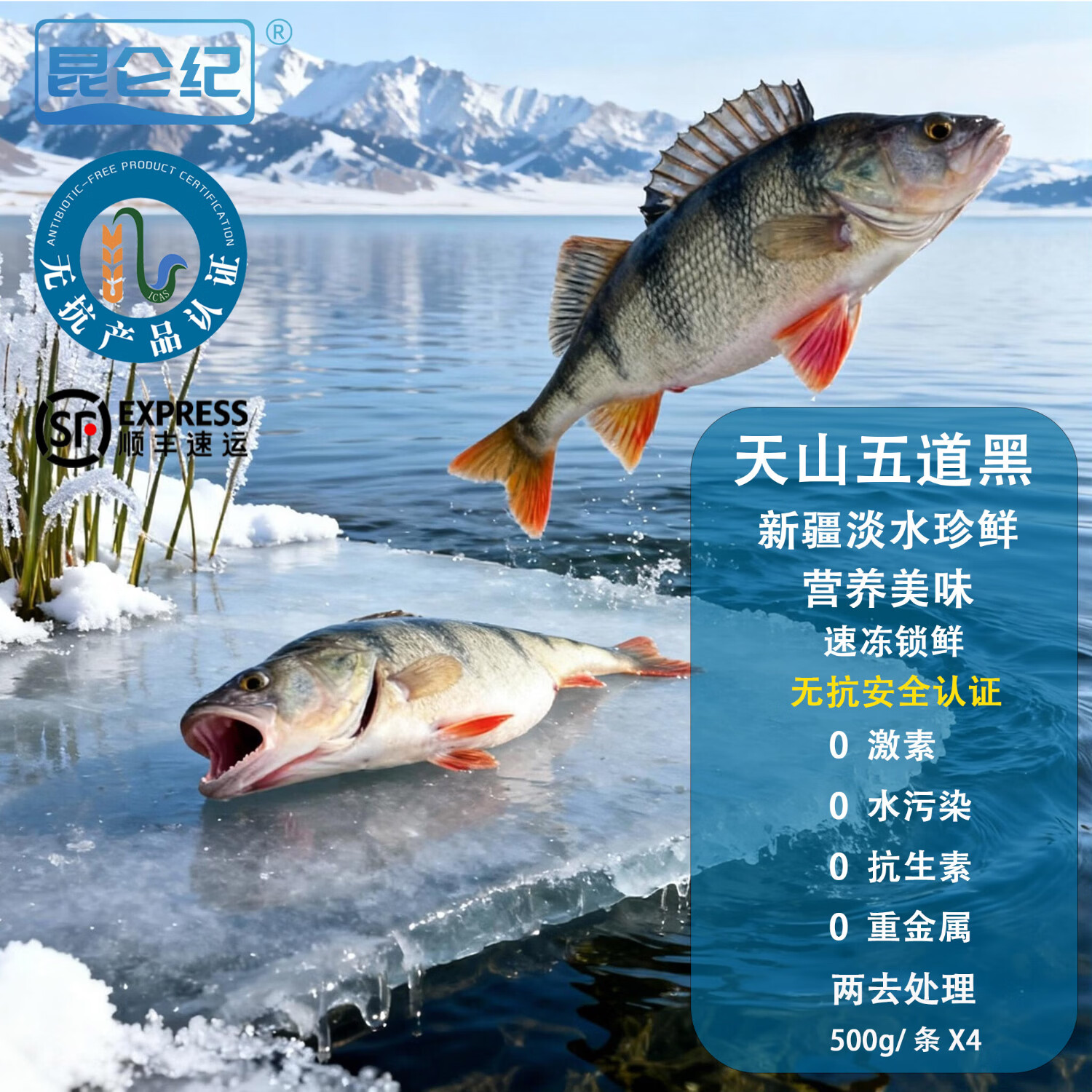 昆仑纪新疆天山无抗五道黑淡水鲈鱼整条装新疆鱼新鲜冷冻冷水鱼新年送礼 天山五道黑500g×4条（两去处理去鳞去内脏） 京东折扣/优惠券