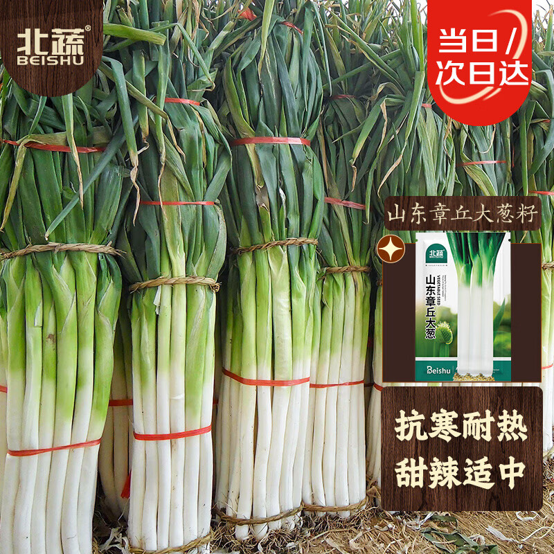 北蔬 大葱种子种苗正宗山东铁杆葱蔬菜种籽 山东章丘大葱种子1200粒