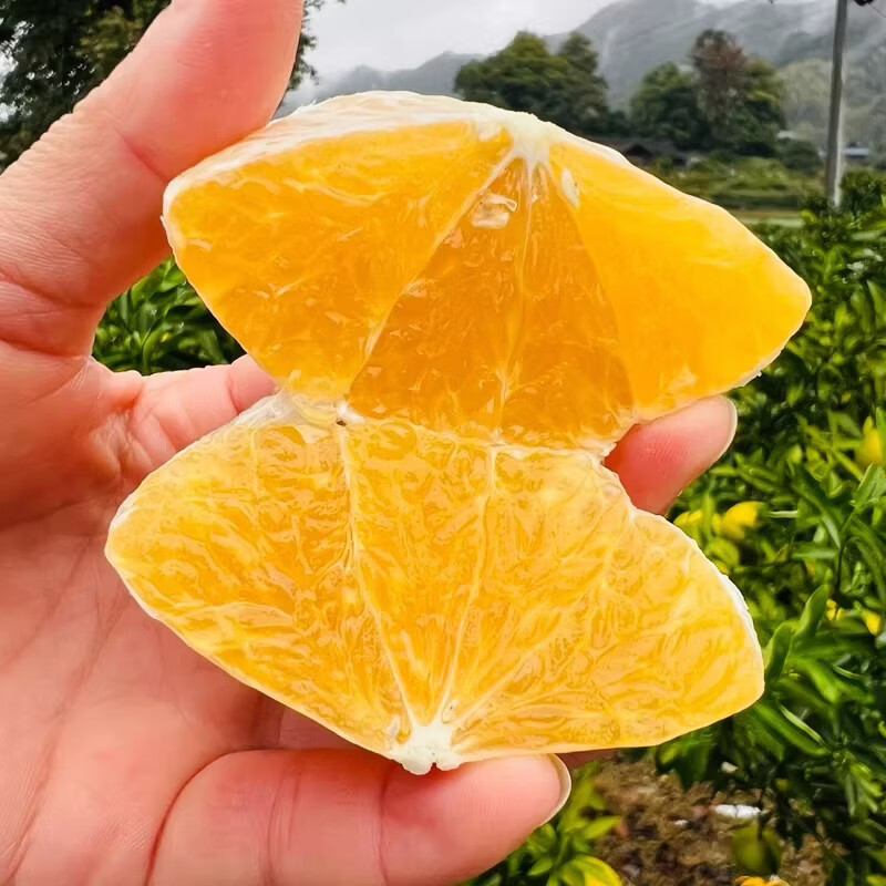 绿熊庄园正宗阳光一号桔柚水果薄皮纯甜化渣无籽当季新鲜孕妇水果整箱送礼 【小果净重5斤】单果150g+ 到15-17枚