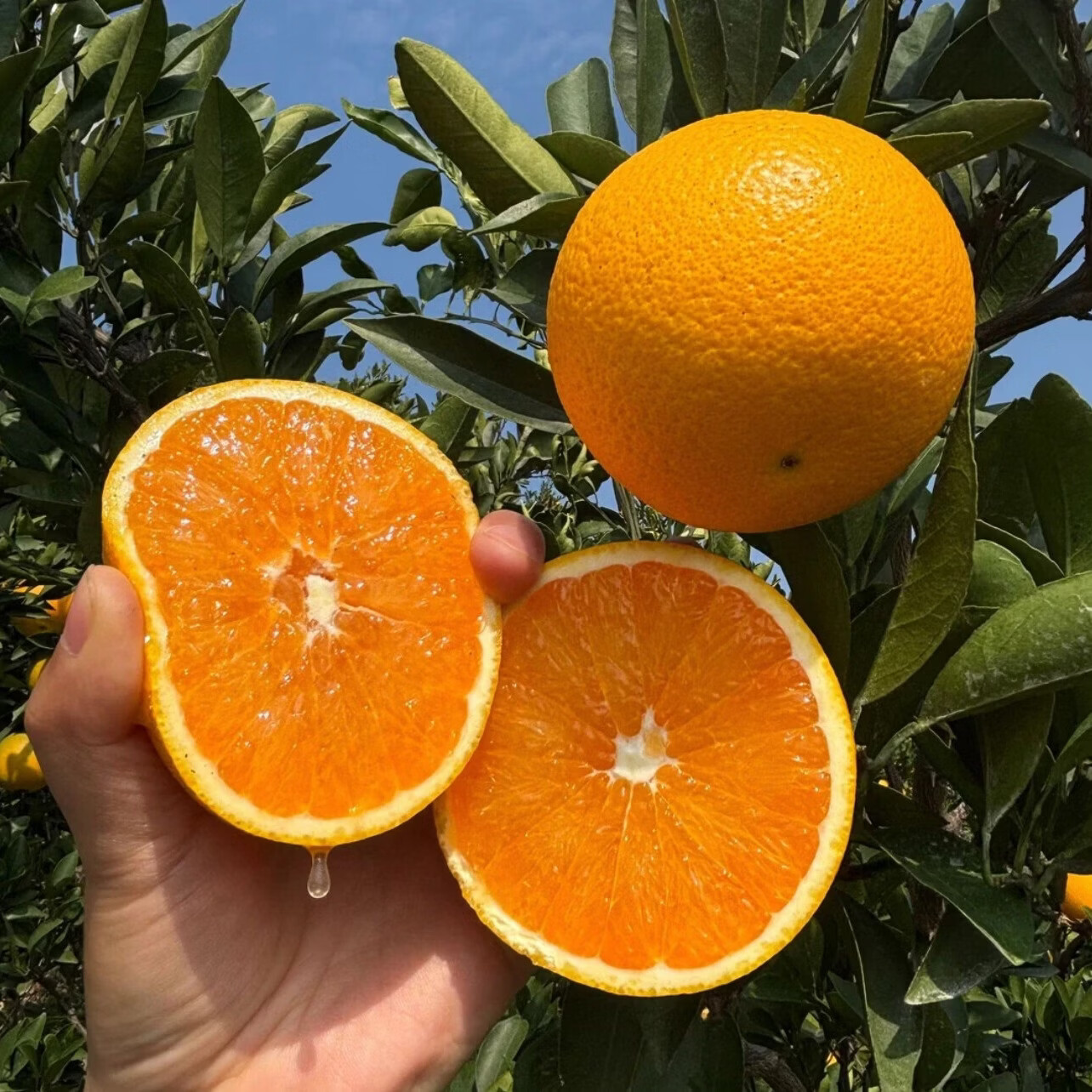 江橙诗语秭归脐橙湖北九月红果冻橙 当季新鲜手剥甜橙子孕妇酸甜皮薄多汁 净重9斤大果彩箱【70-80mm20-25个左右】