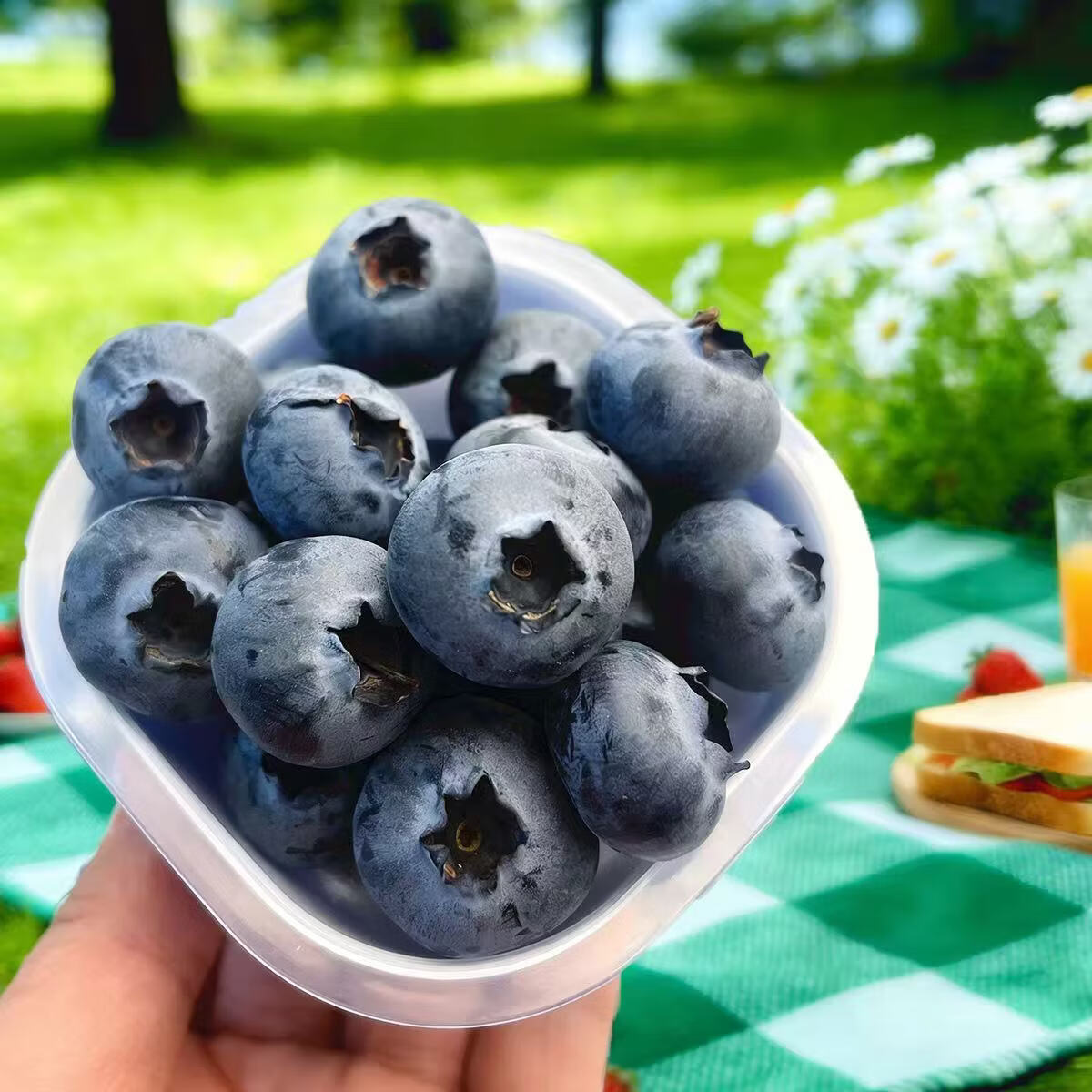 云南澄江抚仙湖花香蓝莓L25蓝莓脆甜天花板 特大果源头空运次日达 L25花香蓝莓400g*2桶装净重1.6斤+顺丰空运 中果15mm+