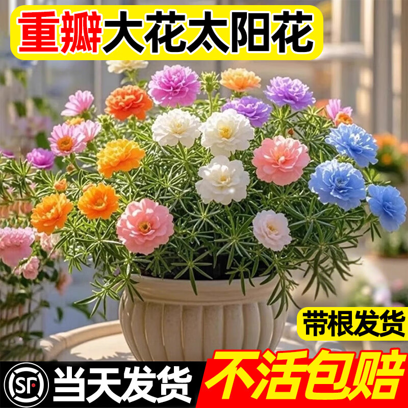 庞贸太阳花重瓣苗宿根枝条混色带根带花苞盆栽室内阳台花卉四季绿植 【重瓣混色】 8-10色 20枝 (带根)送肥料