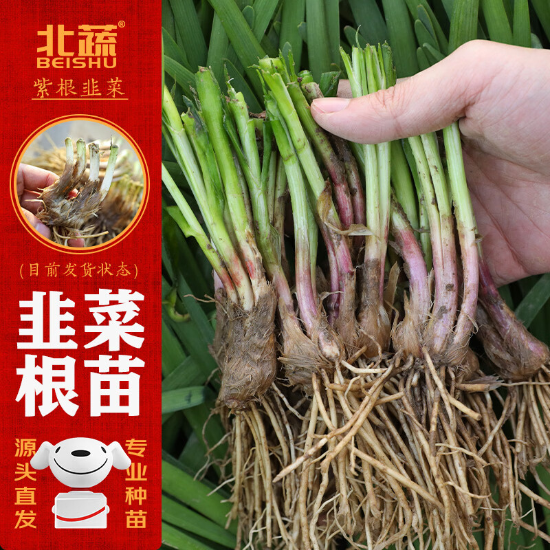 北蔬韭菜根苗紫根老品种四季带肥 紫根韭菜根80-100棵+肥源头直发包邮