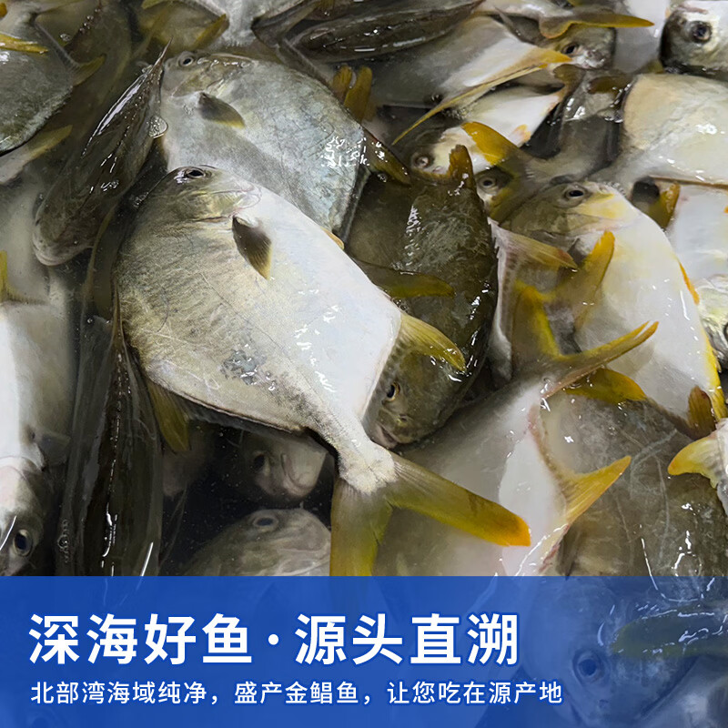 超低温急冻金鲳鱼新鲜深海捕捞400-500g/条，共5条