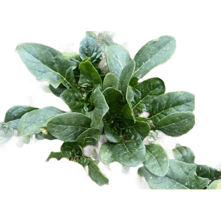 ����ſ�ز���¶��˪���Ҷ�������� 250g�Գ�װ ����߲���Ʒ���� 2.67Ԫ