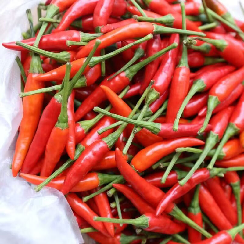 【顺丰包邮】新鲜小米椒朝天椒精选超辣皮薄颜色好送货上门 净重1斤（【尝鲜装，贵在快递费】） 常规纸箱包装