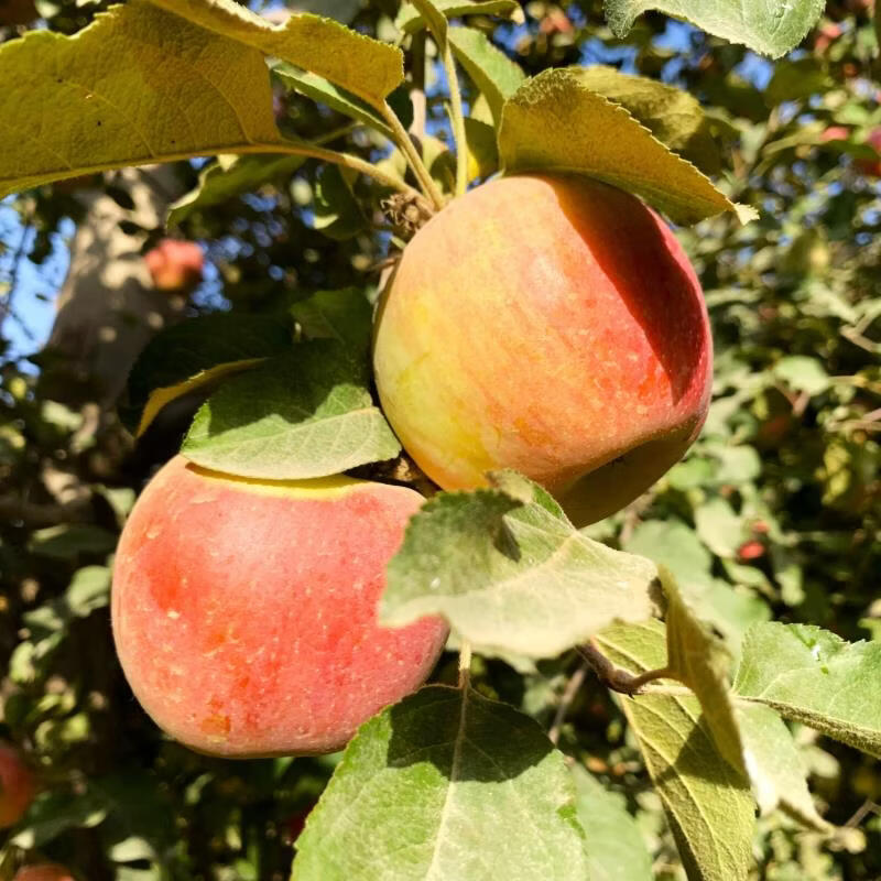 都食田间【顺丰包邮】正宗阿克苏苹果冰糖心新疆丑红富士脆甜多汁产地直发 65-100mm 不同规格果径大小不同_顺丰快递 12颗 精品礼盒95mm以上果王