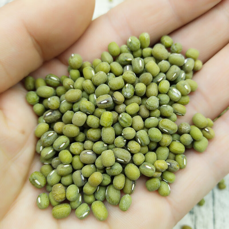 虎钢馋毛绿豆3 农家自种新绿豆笨绿豆熬粥解暑绿豆汤非明绿豆散装
