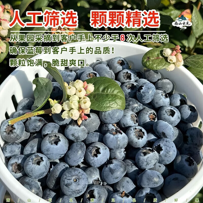 当季云南花香蓝莓鲜果小懒杯l25脆纯甜特大果新鲜水果孕妇礼盒装 800g 【礼盒装】8杯/每杯100克 22mm+特大果【口感脆甜 顺丰空运】