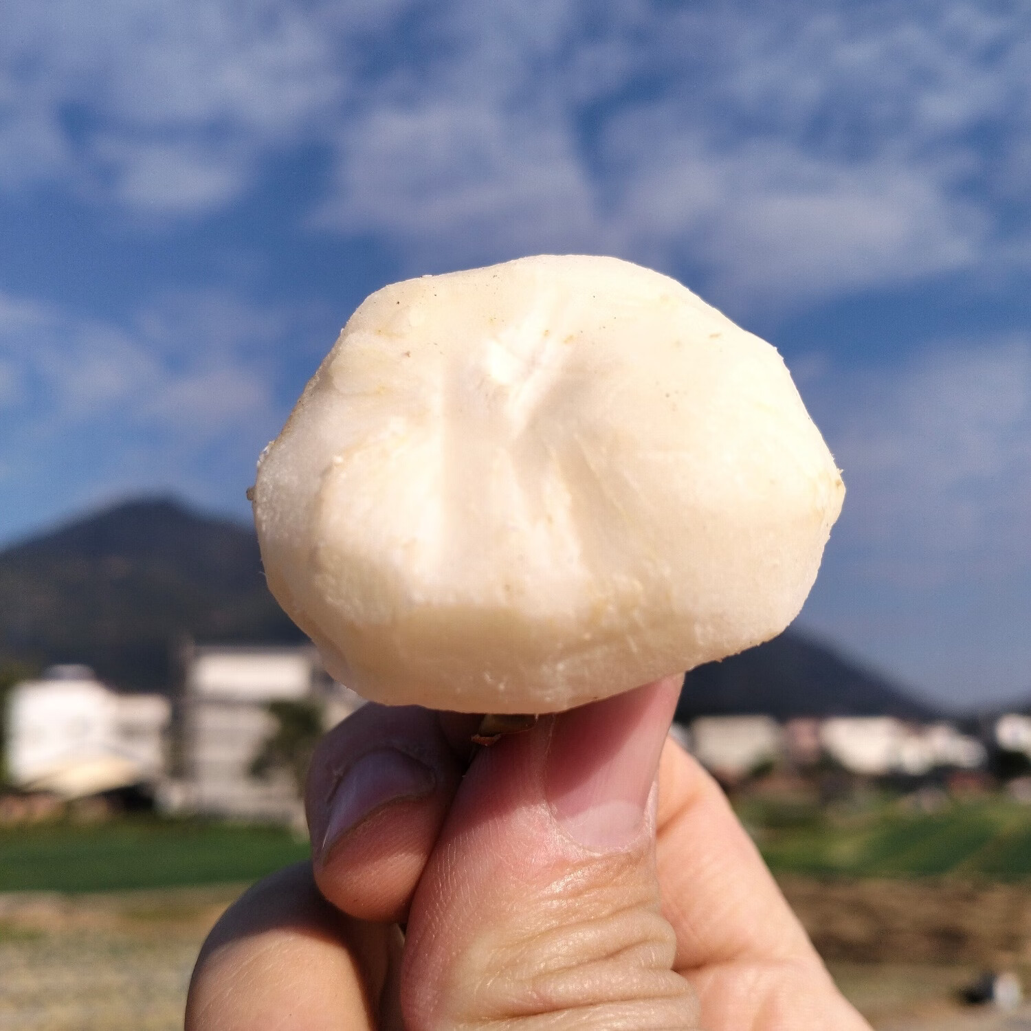 正宗乐昌北乡马蹄新鲜水果现挖即食水果马蹄荸荠特产清甜无渣包邮 3斤 马蹄大果(13-17个/斤)普通装