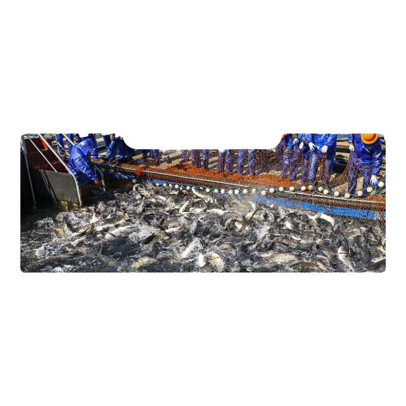 聚維酮碘水產(chǎn)養(yǎng)殖魚(yú)藥爛腮出血爛身腸炎蝦蟹龜蛙魚(yú)塘消毒殺菌藥 【水產(chǎn)雙護(hù)】10%聚維酮碘溶液*1+水霉凈*1