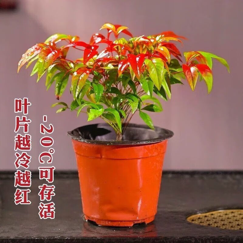 种花迷火焰南天竹盆栽红红火火年宵花室内桌面客厅摆件办公室绿植花卉 火焰南天竹+原土育苗盘发货/总高15-25厘米