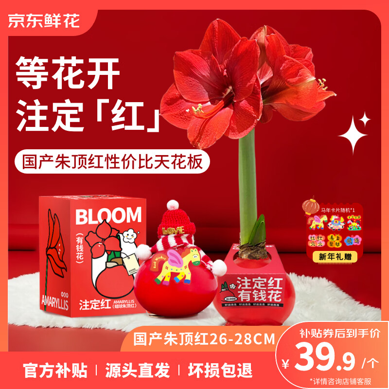 京东鲜花有钱花朱顶红礼盒版蜡球周长26-28cm随机新年年宵礼物源头直发