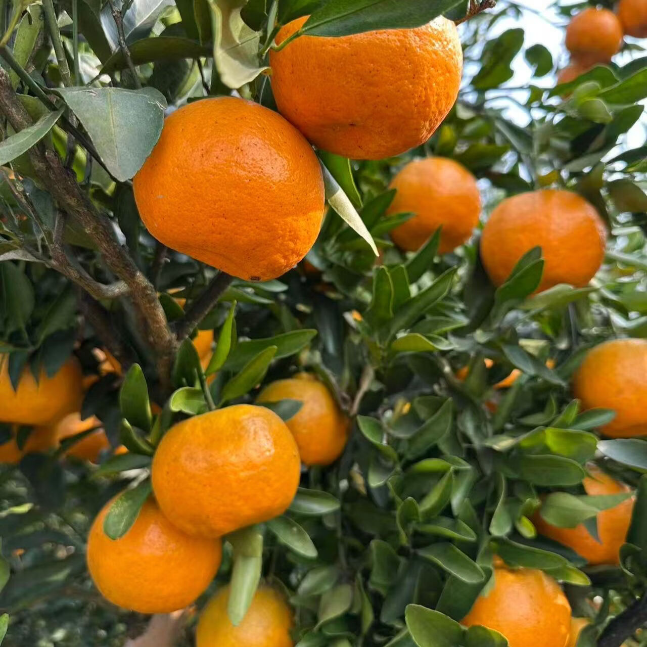 早熟新鲜椪柑丑橘子耙耙柑应季新鲜水果芦柑酸甜多汁桔子整箱包邮 带箱4斤 实惠装【单果130g+】